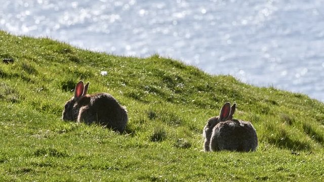 Two European rabbits (Oryctolagus cuniculus) grazing grass in meadow on top of sea cliff and running away