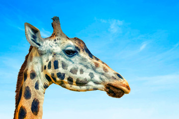 Close up photo of head of giraffe, giraffa, the background is blue sky. It's a profile picture. It is is an African artiodactyl mammal, It is wildlife photo in safari.