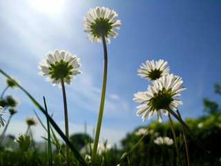 Titel: Dandalian flowers in the summer with blue skies