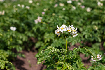 blooming flowers of ripening bush of potato plant, cultivated agricultural plant potato, organic crop and harvest, garden farm field
