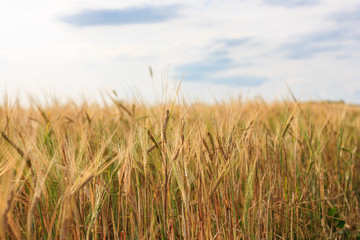 ripe and still green ears of wheat and rye on an agricultural field close-up, cultivated agricultural plants, grain and flour production