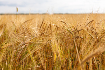 ripe and still green ears of wheat and rye on an agricultural field close-up, cultivated agricultural plants, grain and flour production