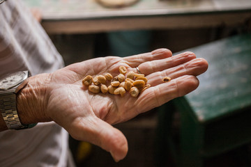 Fresh coffee seeds beans in hand of a farmer