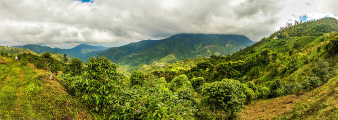 Blue mountains of Jamaica coffee growth place - obrazy, fototapety, plakaty