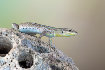 a Ruin Lizard - Podarcis siculus