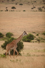 Giraffe in the wilderness of Africa