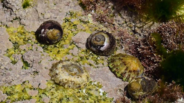 Lined top shells (Phorcus lineatus / Osilinus lineatus) and common European limpets (Patella vulgata) in rock pool on rocky beach
