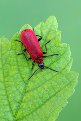 a Cardinal Beetle - Pyrochroa coccinea