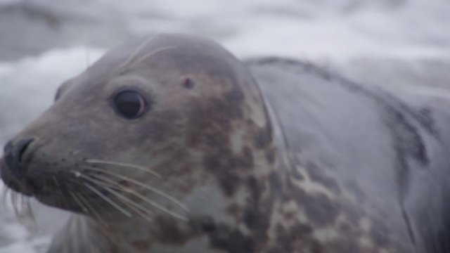 grey seal - wildlife - Helgoland 4K