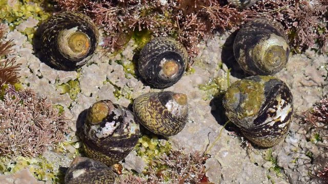 Lined top shells (Phorcus lineatus / Osilinus lineatus) in rock pool on rocky beach
