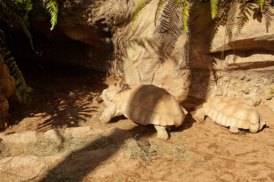 Animals. Elephantopus turtles. Galapagos giant tortoise. 