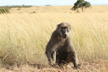 Baboon in the wilderness of Africa