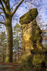 Elbsandsteingebirge - Sächsische Schweiz - Waldlandschaft mit Felsen