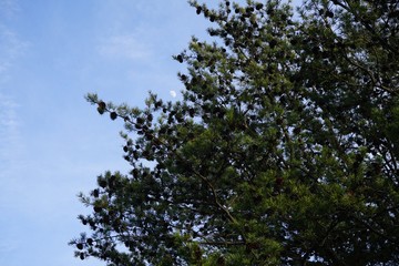 Pine Tree and the Half Moon