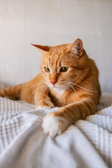 Fototapeta na wymiar Cute ginger tabby cat scratching