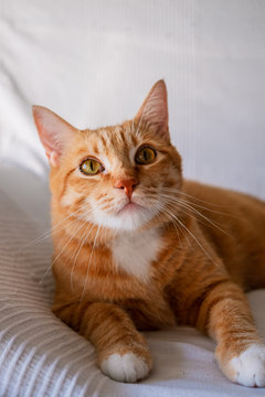Cute ginger tabby cat laying down
