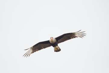 Fototapeta na wymiar A Crested CaraCara flies with its wings spread with a solid white sky on an overcast day.