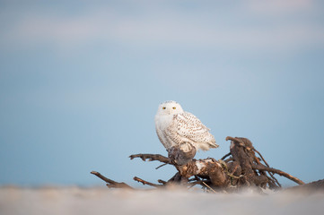 A Snowy Owl perched on large driftwood on a sandy beach in the winter with a pastel blue dusk sky background.