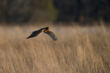 A Northern Harrier flies over an open field as the golden setting sunlight shines on it.