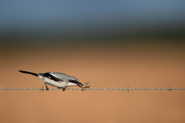 A Loggerhead Shrike placing a grasshopper on a barbed wire fence in the bright sunlight with a...