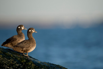 A small group of Harlequin Ducks perched on jetty rocks with the bright blue water and sky in the background on a sunny day.