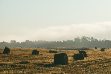 A late summer morning misty landscape with round hay bales. Scene of harvest and fertility