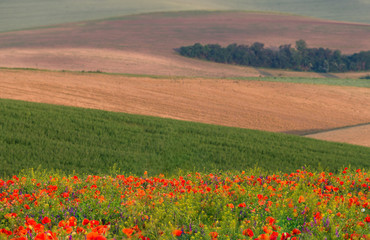 Beautiful fields of Moravia
