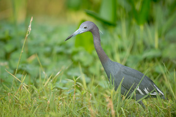 A Little Blue Heron walks in the tall green grass searching for food in the soft sunlight.