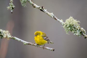 A bright yellow Pine Warbler perched on a branch with green lichens growing on it with a smooth background.