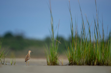 Pectoral Sandpiper stretched tall on the sandy marsh with tall green grass around it in soft light.