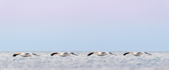 Line of American White Pelicans flying low over the water with a pastel pink and blue sky background.