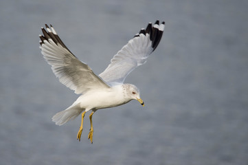 A Ring-billed Gull flies in front of a smooth blue-gray background in the soft morning sunlight.