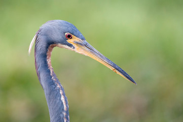 A close-up detailed photo of a Tricolored Heron portrait with a smooth green grass background in soft light.
