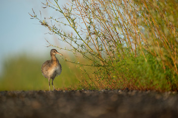 A Clapper Rail all ruffled up on an open road in the bright sunlight.