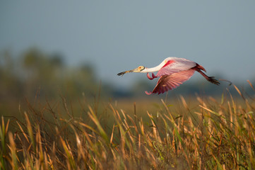 A Roseate Spoonbill flying with nesting material in its beak on a bright sunny day with a marsh grass background.