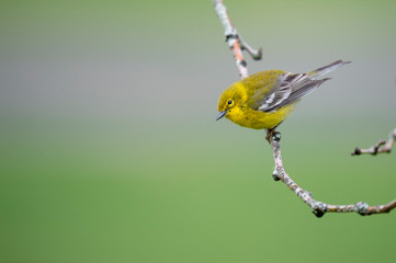 A Pine Warbler perched on a branch with a smooth green background in soft overcast light.