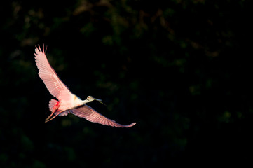 A Roseate Spoonbill flies in front of a dark black background in the early morning golden sunlight.