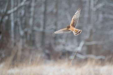A Northern Harrier flies over an open field in soft light with its wings spread out.