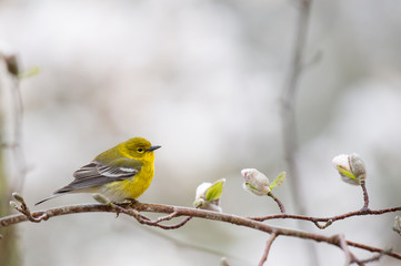 Bright yellow Pine Warbler perched in a flowering tree in spring in sotf overcast light.