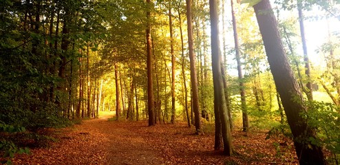 Forest © Bartosz