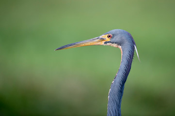 A close-up detailed photo of a Tricolored Heron portrait with a smooth green grass background in soft light.