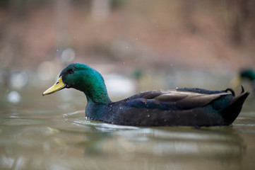 A dark black and green duck swims in shallow water with a smooth background in soft light.