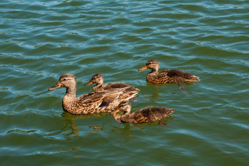 Trio of young Mallard Ducks gather around their mom while swimming in a lake.