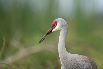 Close-up of a Sandhill Crane feeding in the tall grass in soft overcast light with a smooth green background.