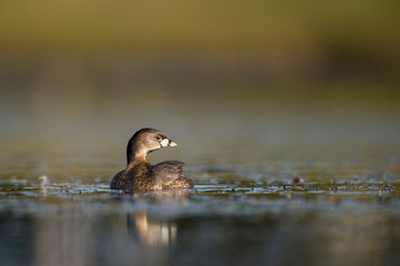 A small and cute Pied-billed Grebe swims in calm water in the early morning sunlight with a smooth background.