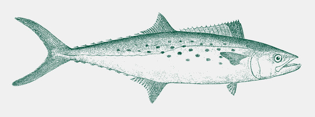 Atlantic Spanish mackerel scomberomorus maculatus, food fish from the Western Atlantic Ocean