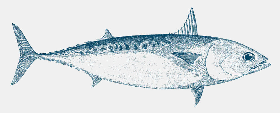 Frigate tuna auxis thazard, fish from the Atlantic, Indian and Pacific Ocean