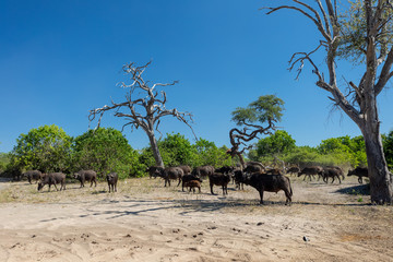 herd of most dangerous animal african Cape Buffalo at Chobe national park, Botswana safari wildlife