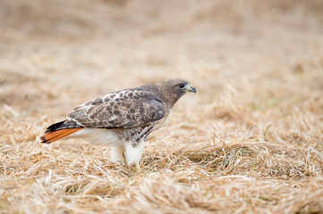 A Red-tailed Hawk stands on the ground of brown grasses in soft overcast light.