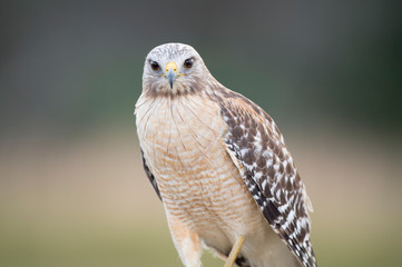 A close portrait of a Red-shouldered Hawk with a smooth background in soft light with its piercing...